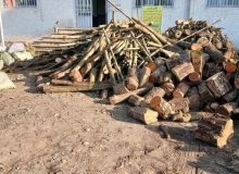 دادستان شهرستان رودسر : با قاچاق چوب و تخریب منابع طبیعی بدون اغماض برخورد می‌شود