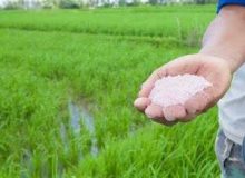 مدیر خدمات حمایتی کشاورزی گیلان: تغذیه اصولی مزارع کلید افزایش کیفیت برنج است