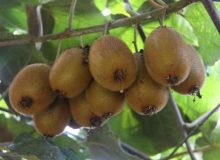 رئیس سازمان جهاد کشاورزی گیلان خبر داد: ذخیره‌سازی ۱۵۰ هزار تن کیوی در سردخانه‌های گیلان