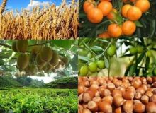 کود رسانی به کشاورزان گیلان در بهمن ۱۴۰۴؛ محصولات با کیفیت، برداشت بیشتر