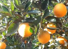 حمایت کشاورزی گیلان از باغداران پرتقال با تامین کود یارانه ای و مرغوب