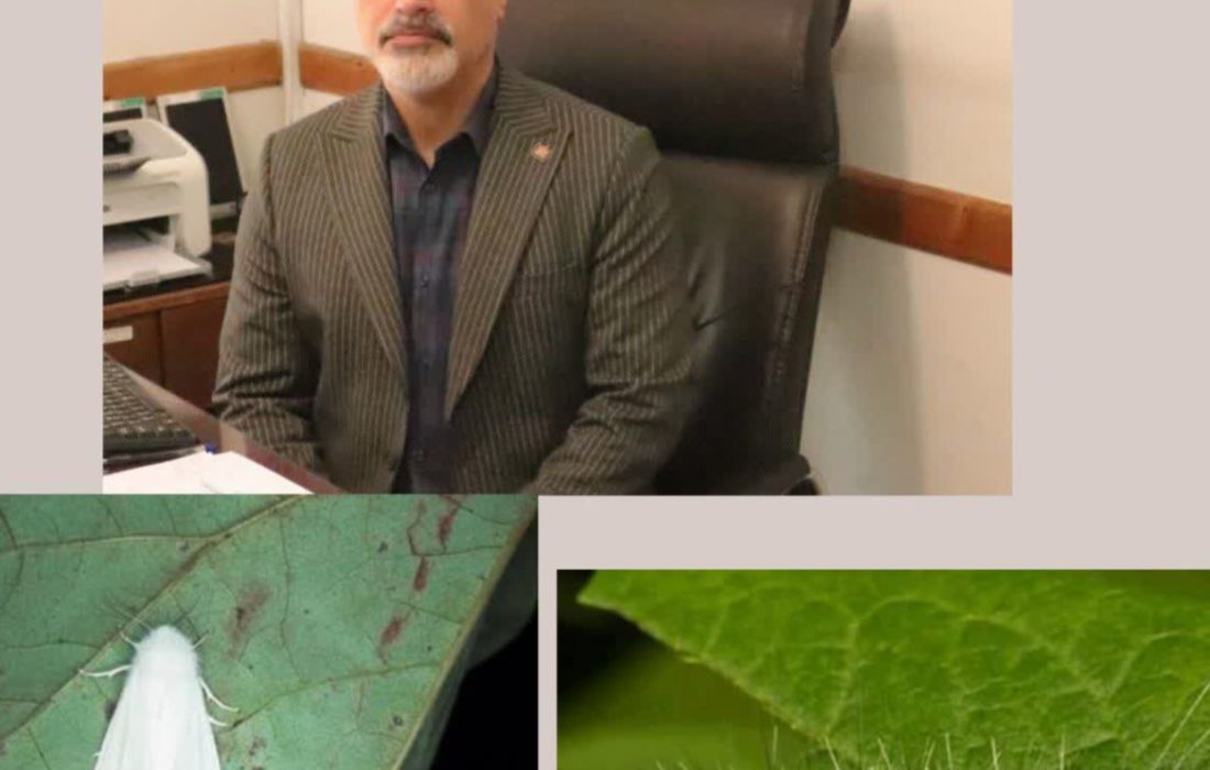 تدابیر تخصصی اداره کل منابع طبیعی وآبخیزداری استان گیلان برای کنترل آفت شب پره سفید آمریکایی  