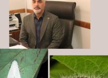 تدابیر تخصصی اداره کل منابع طبیعی وآبخیزداری استان گیلان برای کنترل آفت شب پره سفید آمریکایی  