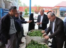 آغاز برداشت برگ سبز چای در شهرستان شفت