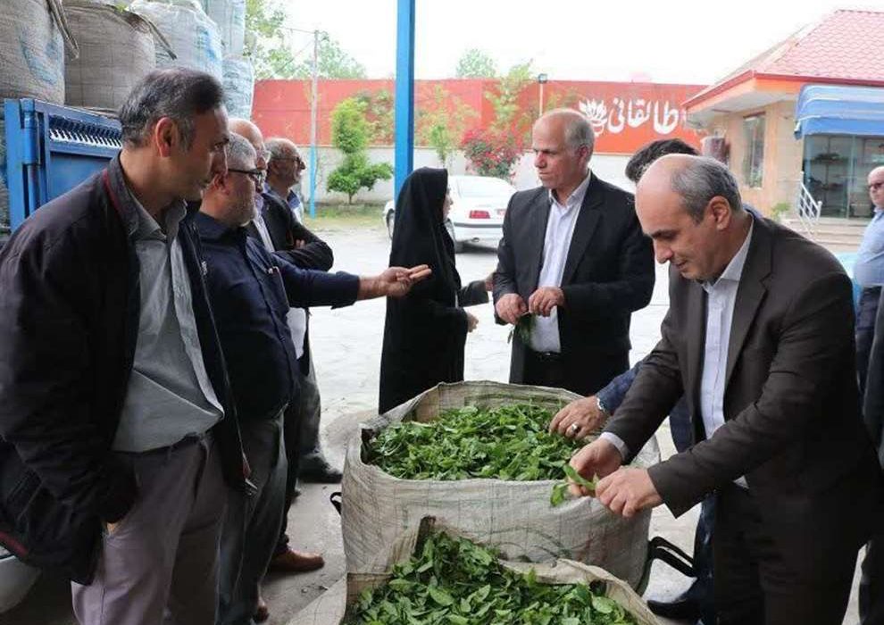 آغاز برداشت برگ سبز چای در شهرستان شفت