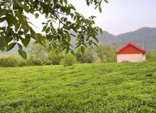مدیر شرکت خدمات حمایتی کشاورزی گیلان خبر داد: تأمین و توزیع به‌موقع کود، ضامن کیفیت و کمیت چای ایرانی