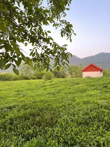 مدیر شرکت خدمات حمایتی کشاورزی گیلان خبر داد: تأمین و توزیع بهموقع کود، ضامن کیفیت و کمیت چای ایرانی