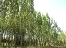 گیلان در صدر تولید چوب صنوبر ایران قرار گرفت
