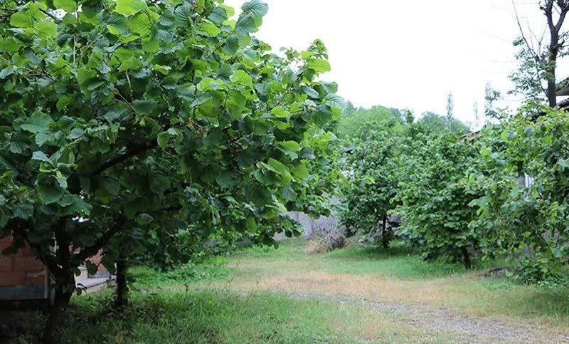 تأمین نهادههای کشاورزی توسط شرکت خدمات حمایتی گیلان تلاش برای پایداری اقتصاد باغات