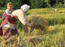 پایان تیر آخرین فرصت برای بیمه برنج و توتون در گیلان