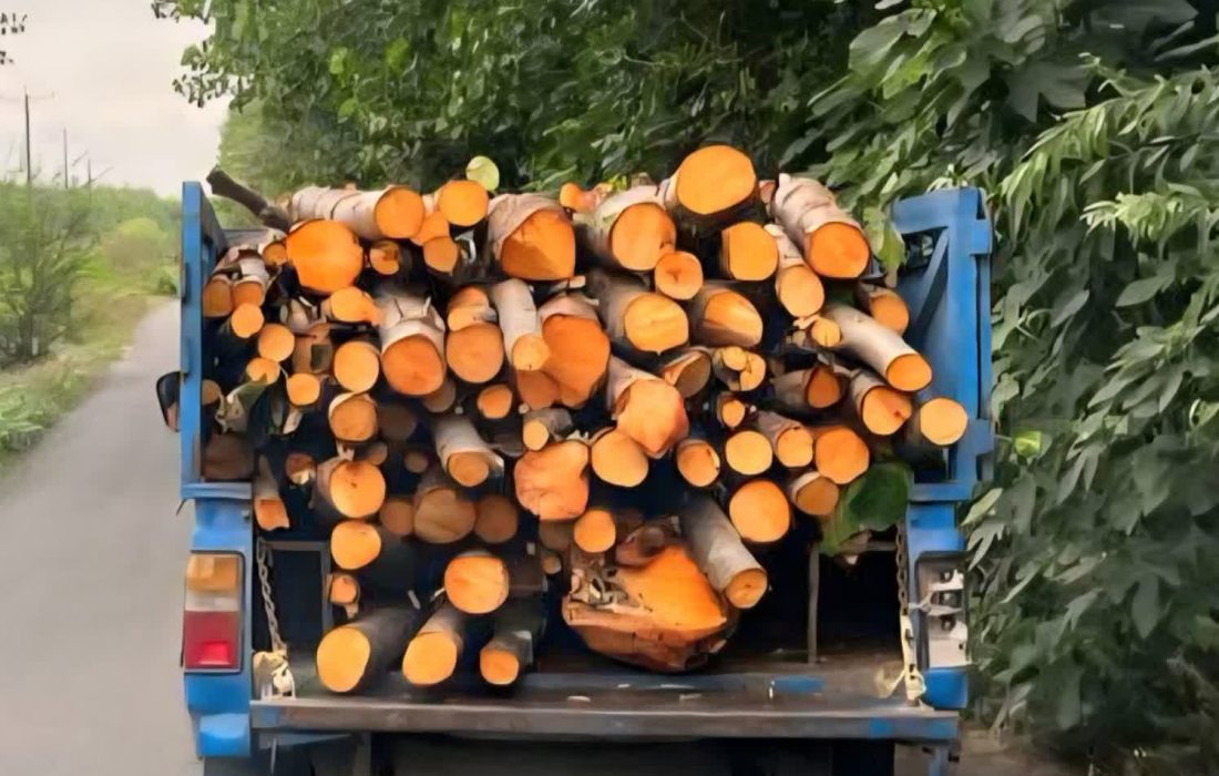 کشف و ضبط چوب آلات توسکا در لاهیجان
